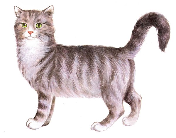 Домашние животные для детей кошка