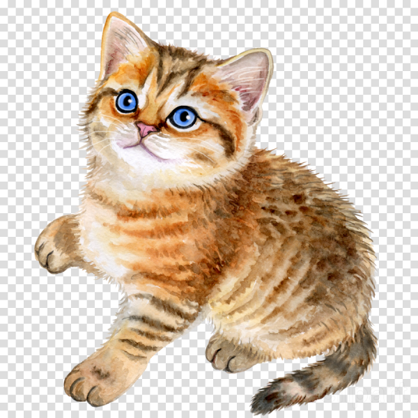 Кошка клипарт на прозрачном фоне