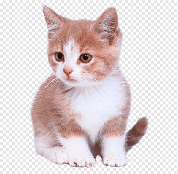 Домашние животные без фона