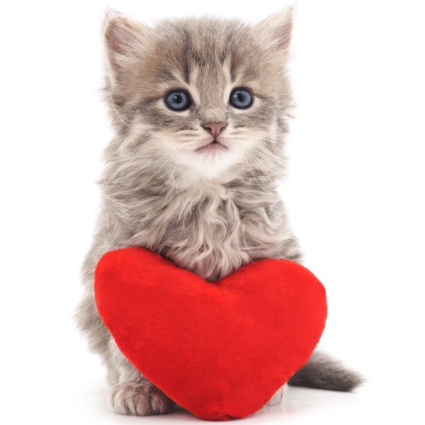 Котенок с сердечком в лапках