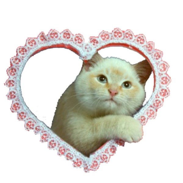 Стикер котенок с сердечком