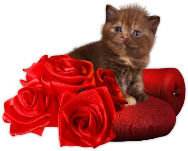 Котенок с цветком на прозрачном фоне