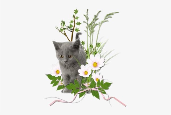 Кот с цветами