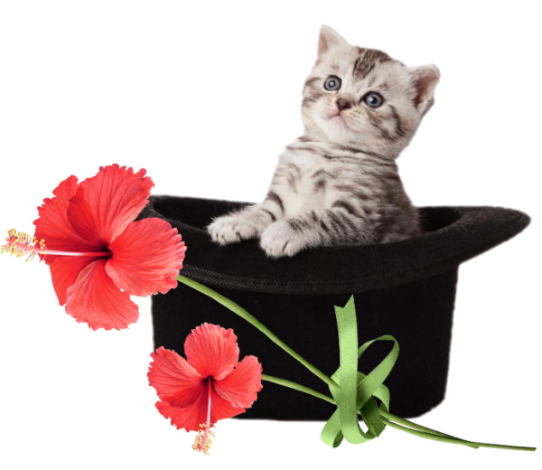 Котенок с цветами на прозрачном фоне