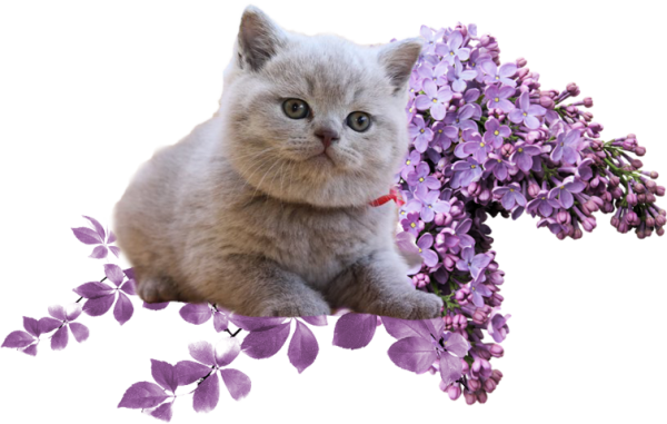 Котенок в сирени