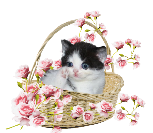 Кошка в корзине с цветами