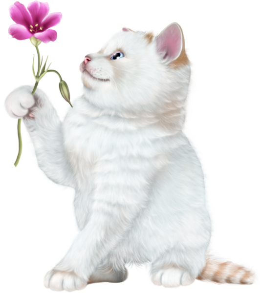 Белый котенок на прозрачном фоне
