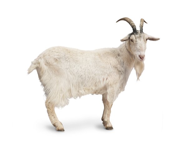 Козочка на белом фоне