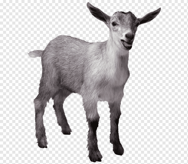 Коза на белом фоне