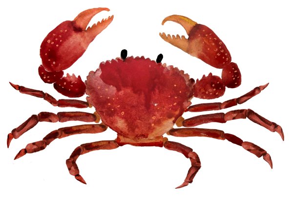 Краб вид сверху