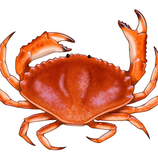 Краб на прозрачном фоне