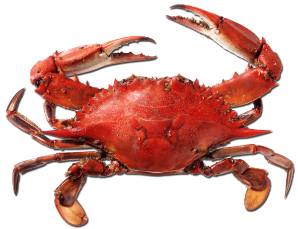 Красный Флоридский краб