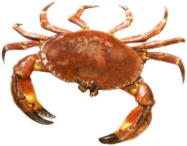 Краб без фона