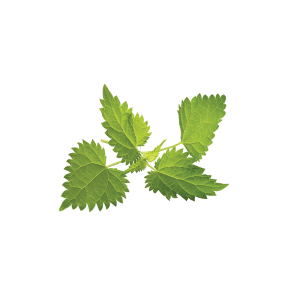 Крапива на белом фоне