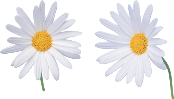 Белая Ромашка на белом фоне