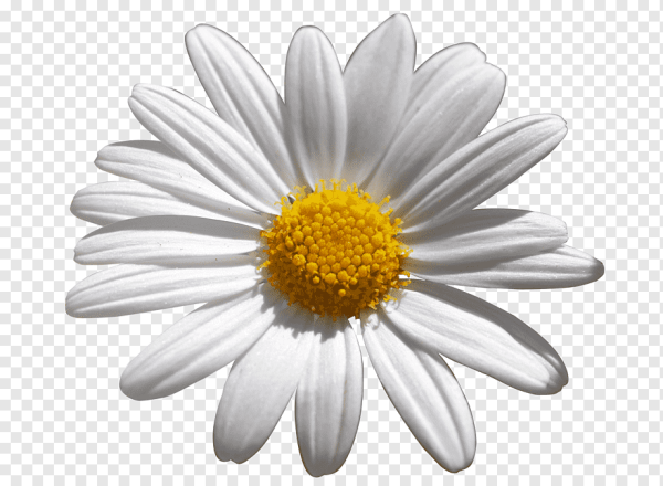 Ромашка без фона