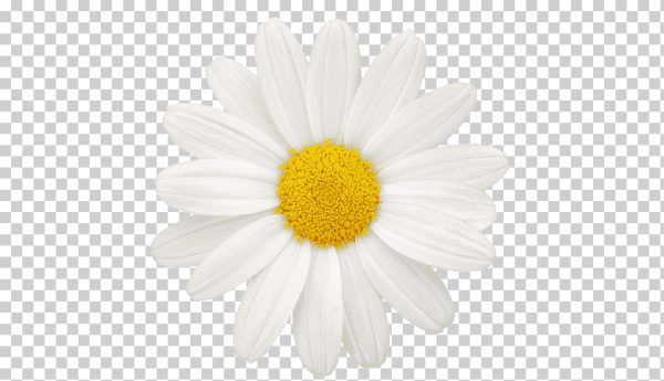 Белые ромашки на прозрачном фоне