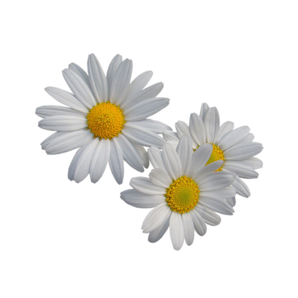 Ромашка на прозрачном