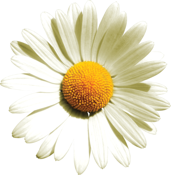 Camomile Ромашка