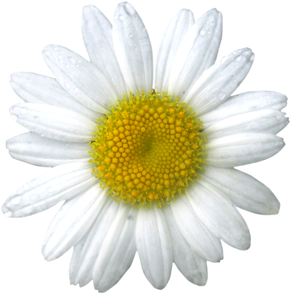 Цветы ромашки без фона