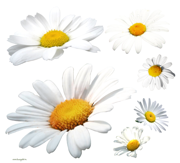 Ромашки на прозрачном фоне для фотошопа