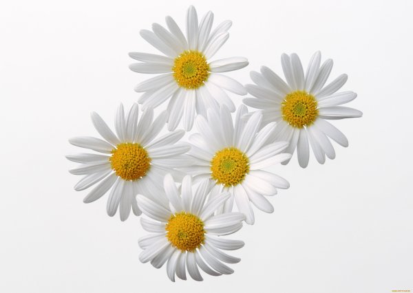 Camomile Ромашка