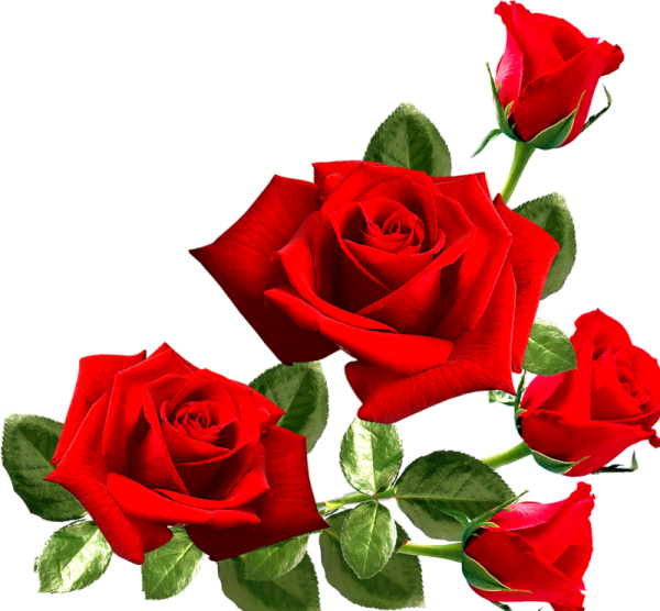 Рози на прозрачном фоне