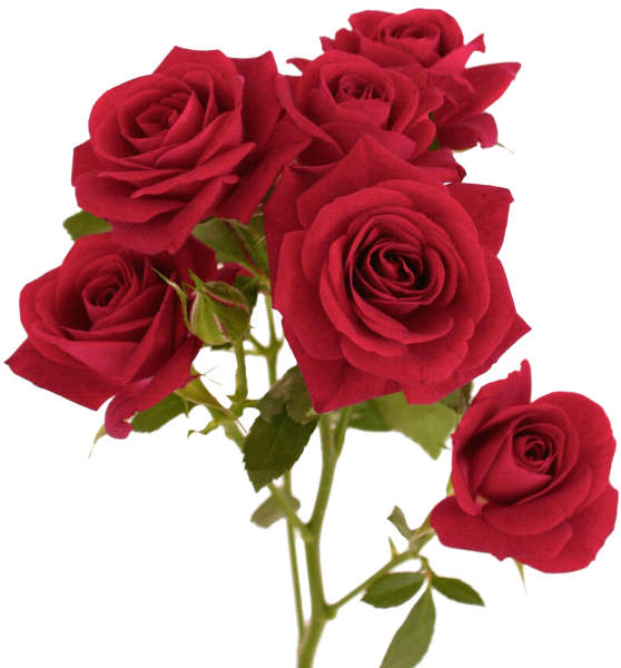 Кустовая роза Рубикон