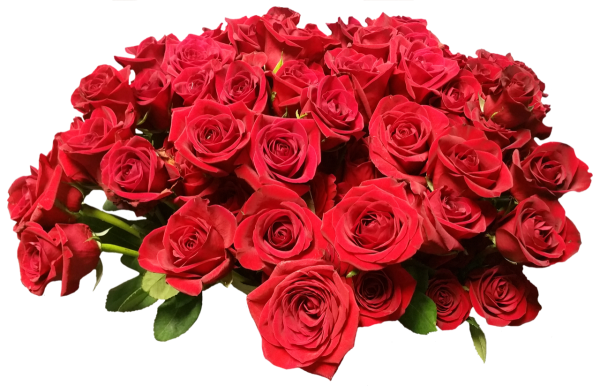 Красные розы