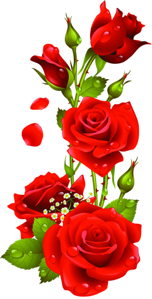 Розы на прозрачном фоне