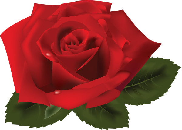 Красные розы на прозрачном фоне