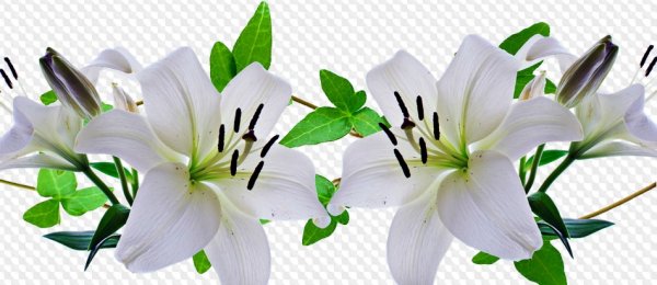 Белые лилии на белом фоне