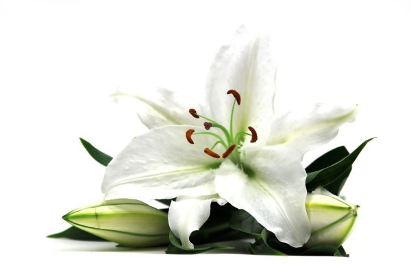 Лилии на белом фоне