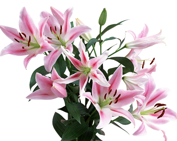 Розовые лилии