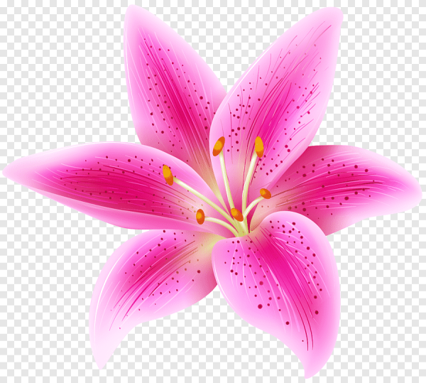 Цветы без фона