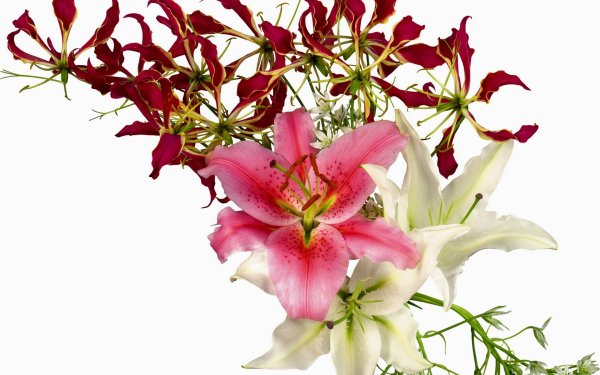 Букет лилии на прозрачном фоне