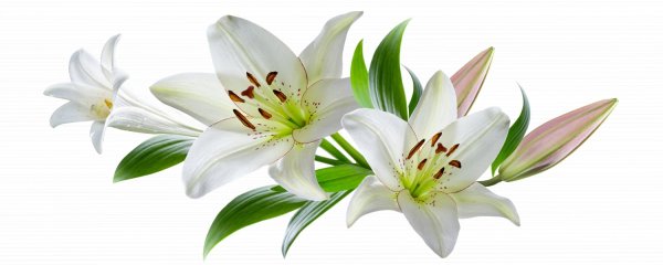 Лилии на прозрачном фоне