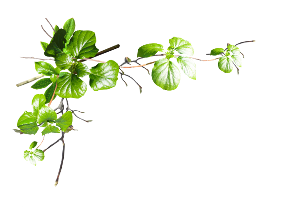 Веточка зелени