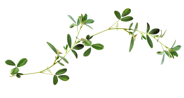 Веточка на прозрачном фоне