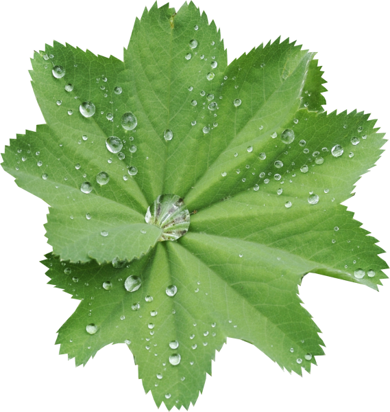 Цветочки листочки