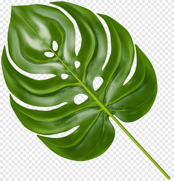 Monstera Leaf