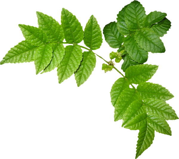 Листва на прозрачном фоне