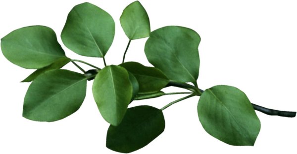 Листья для букетов