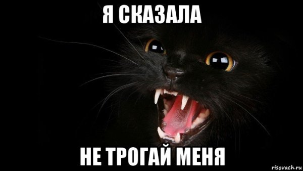 Черная кошка Мем