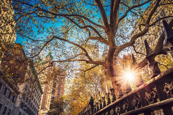 Централ парк Нью-Йорк деревья