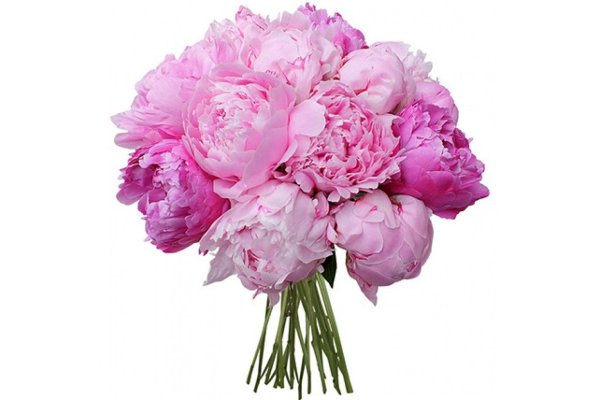 15 Розовых пионов Сара Бернар