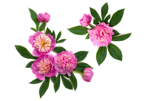 Пион розовый куст