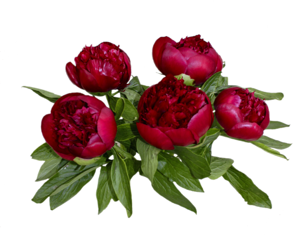 Пион ред Шарм