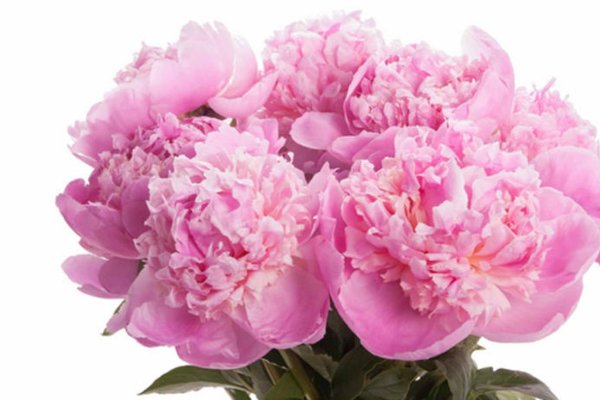 Пион Евангелина