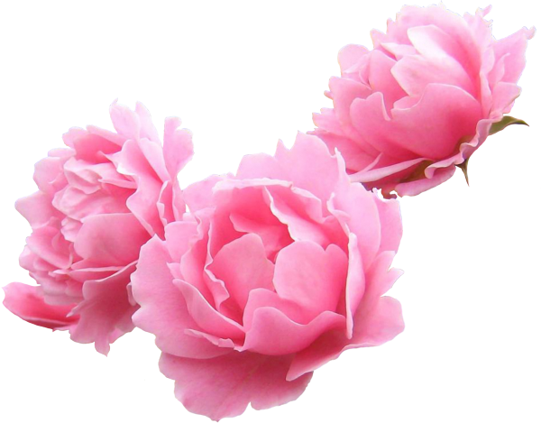 Розовые цветы на белом фоне